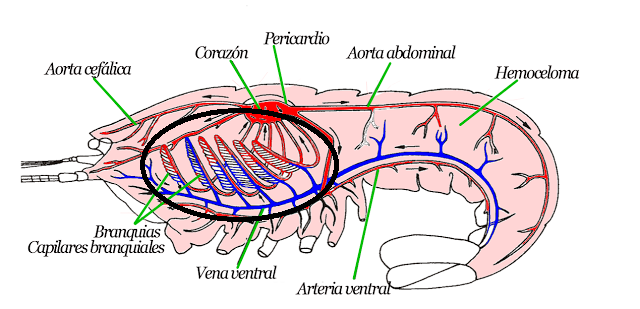 sistema circulatorio de los artrópodos 2
